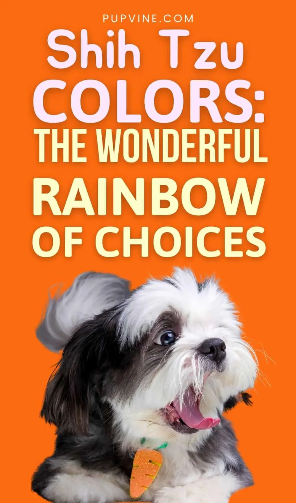 Shih Tzu Colors: The Wonderful Rainbow Of Choices