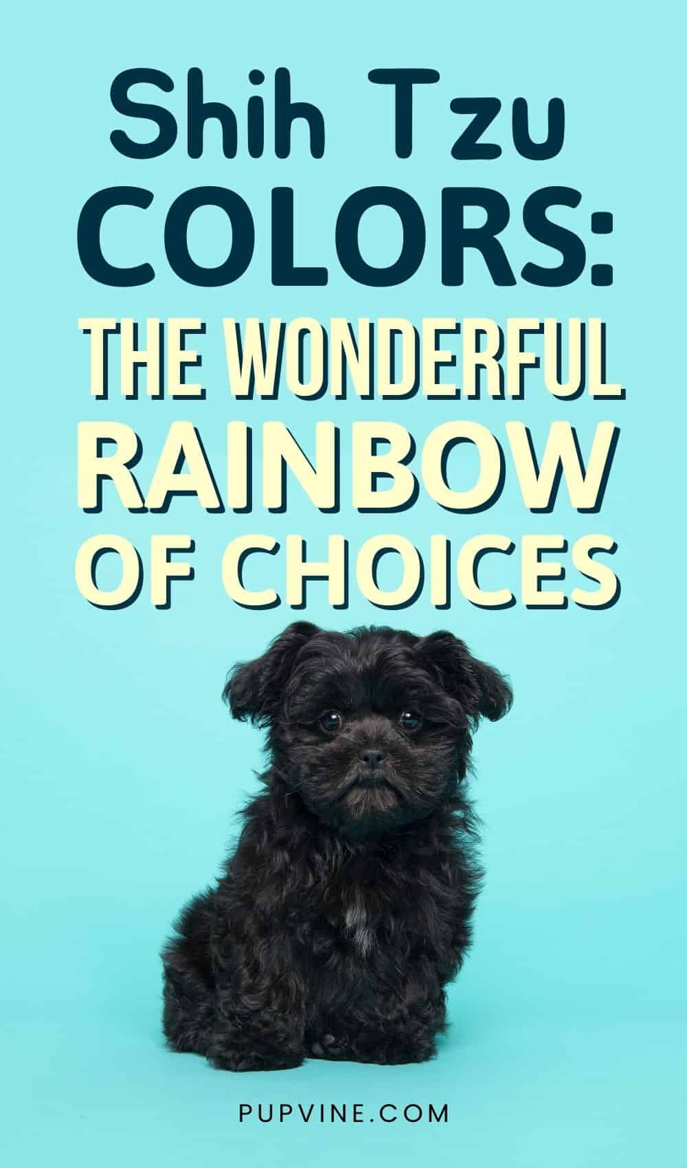 Shih Tzu Colors The Wonderful Rainbow Of Choices