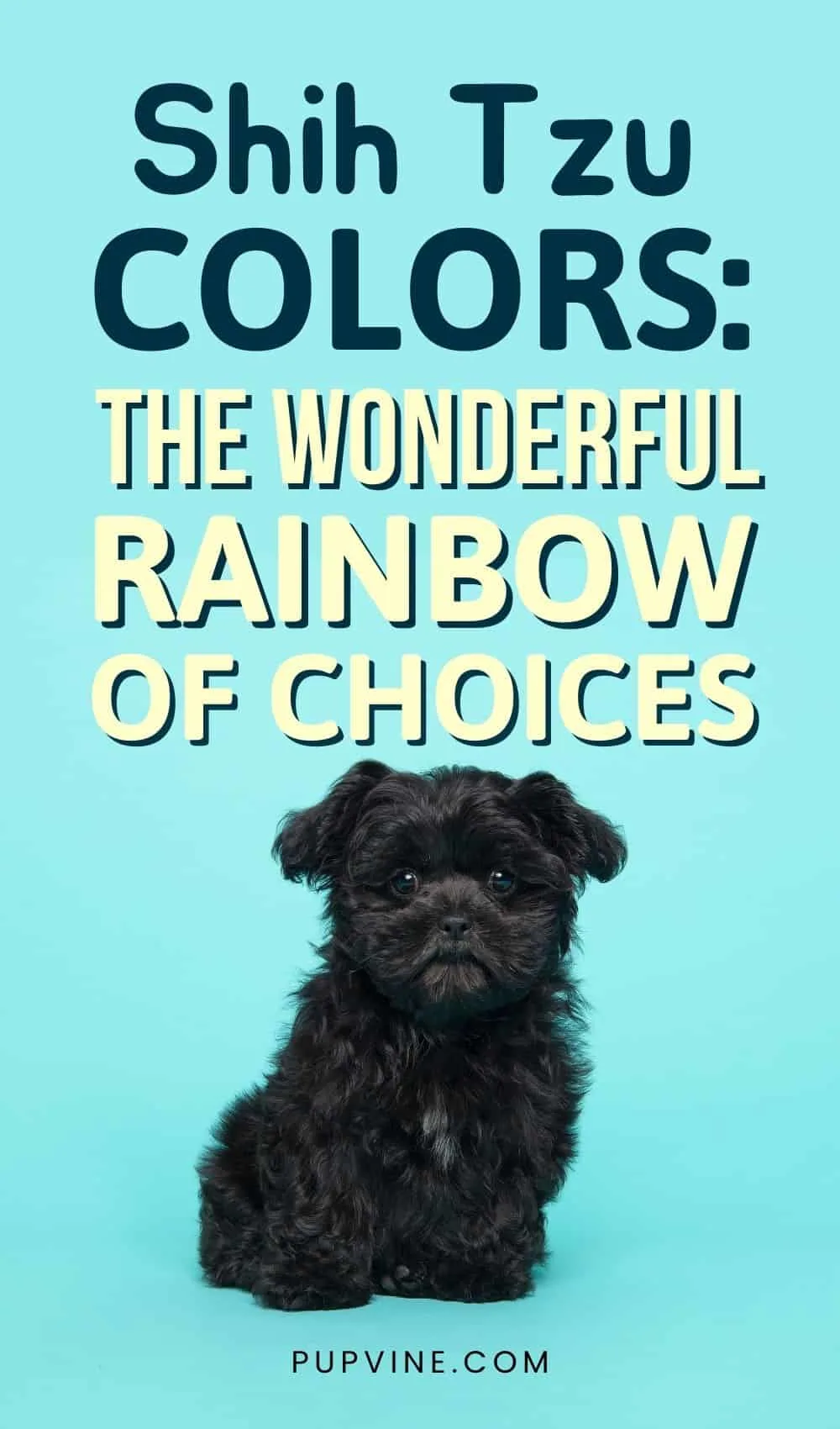 Shih Tzu Colors The Wonderful Rainbow Of Choices