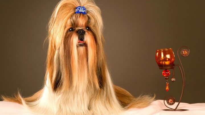 Shih Tzu Lifespan: How Long Do Shih Tzus Live On Average?