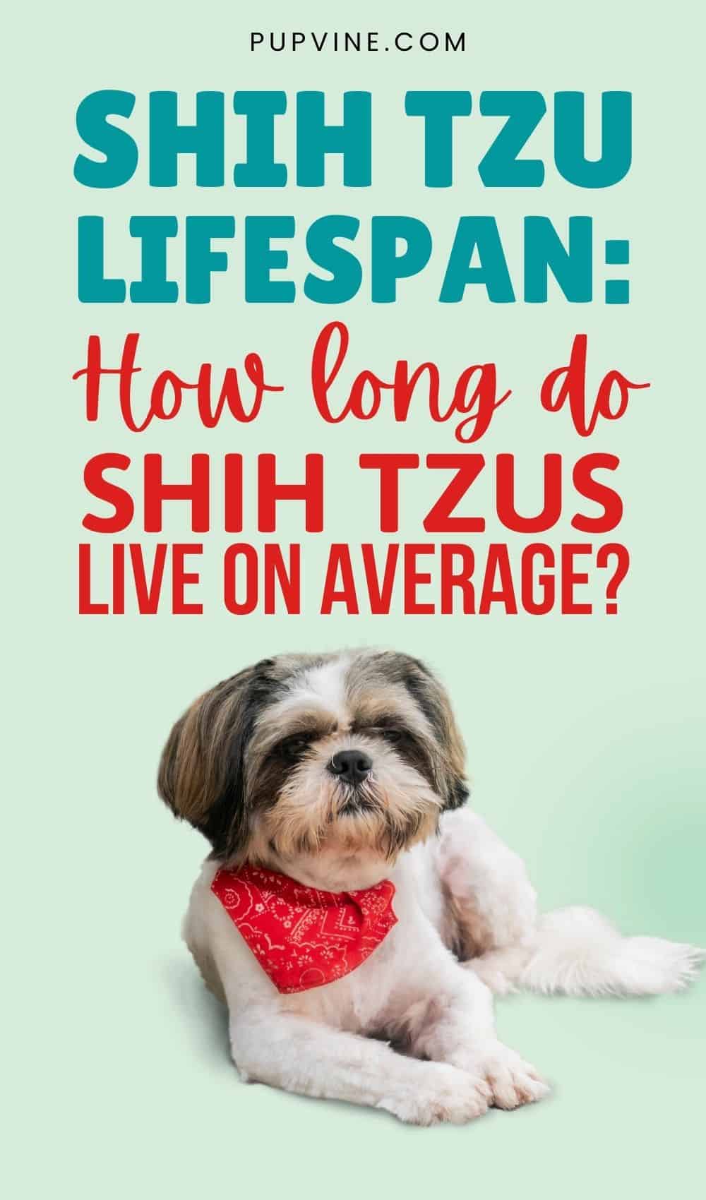 Shih Tzu Lifespan: How Long Do Shih Tzus Live On Average?