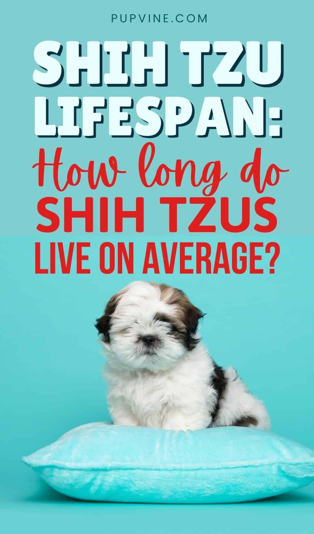 Shih Tzu Lifespan How Long Do Shih Tzus Live On Average
