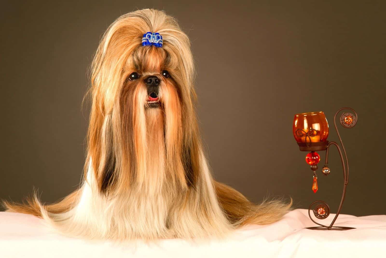 purebred long hair shih tzu beside a candle and holder