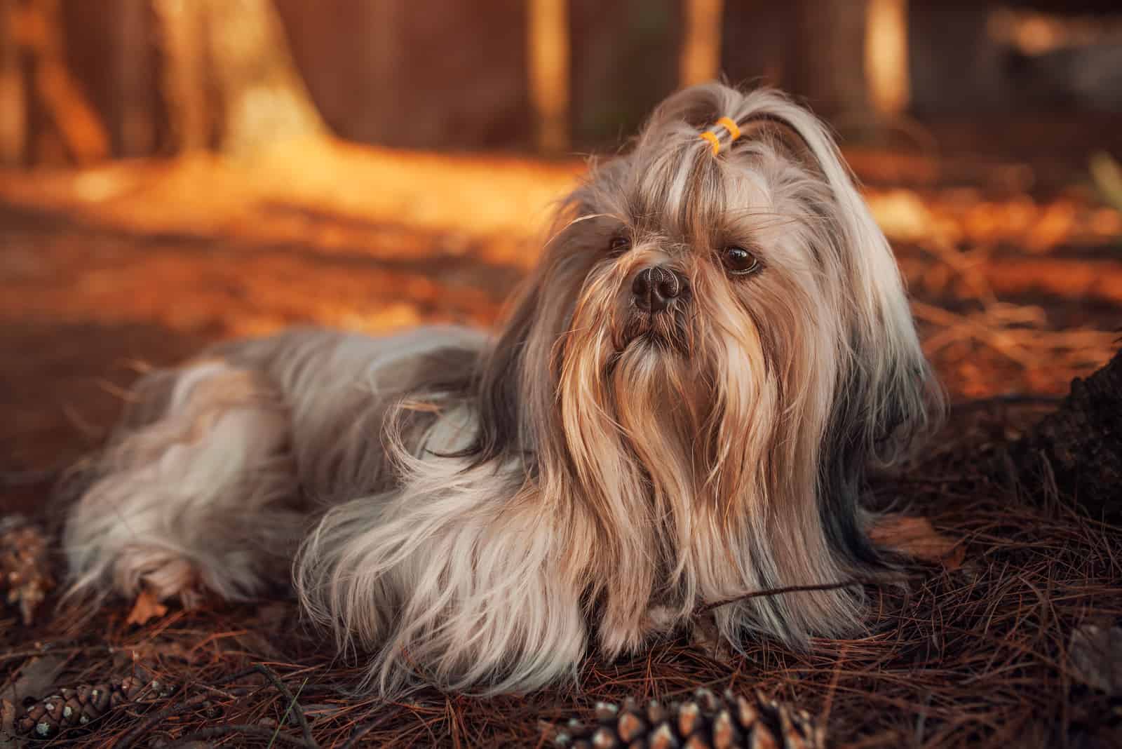 Shih tzu dog resting after travel in forest