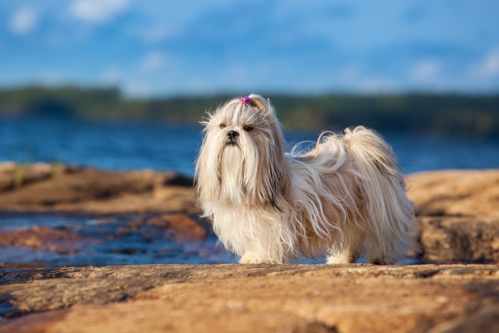 Shih Tzu Colors: The Wonderful Rainbow Of Choices