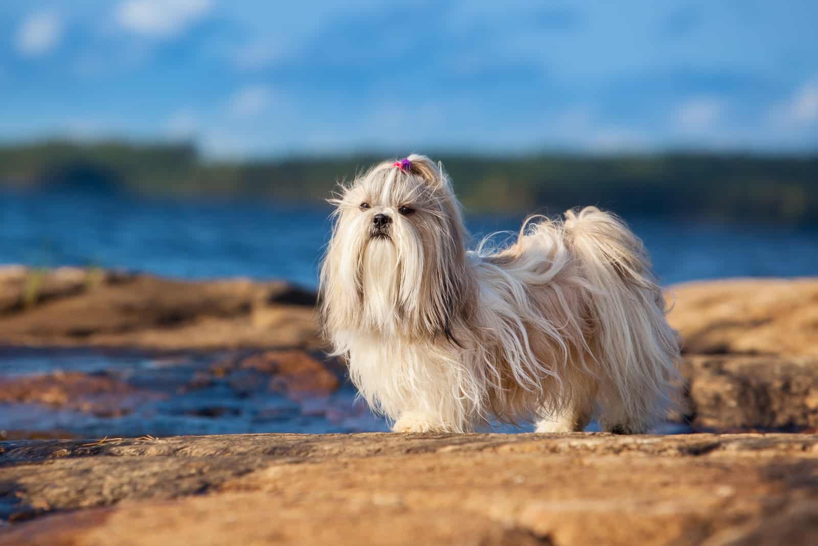 Shih-tzu dog standing by the lake