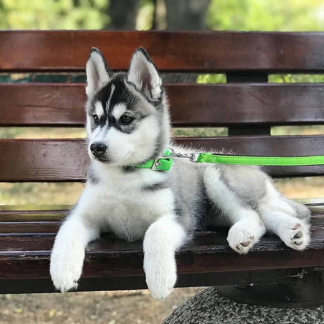 Siberian Husky lying on the park bench