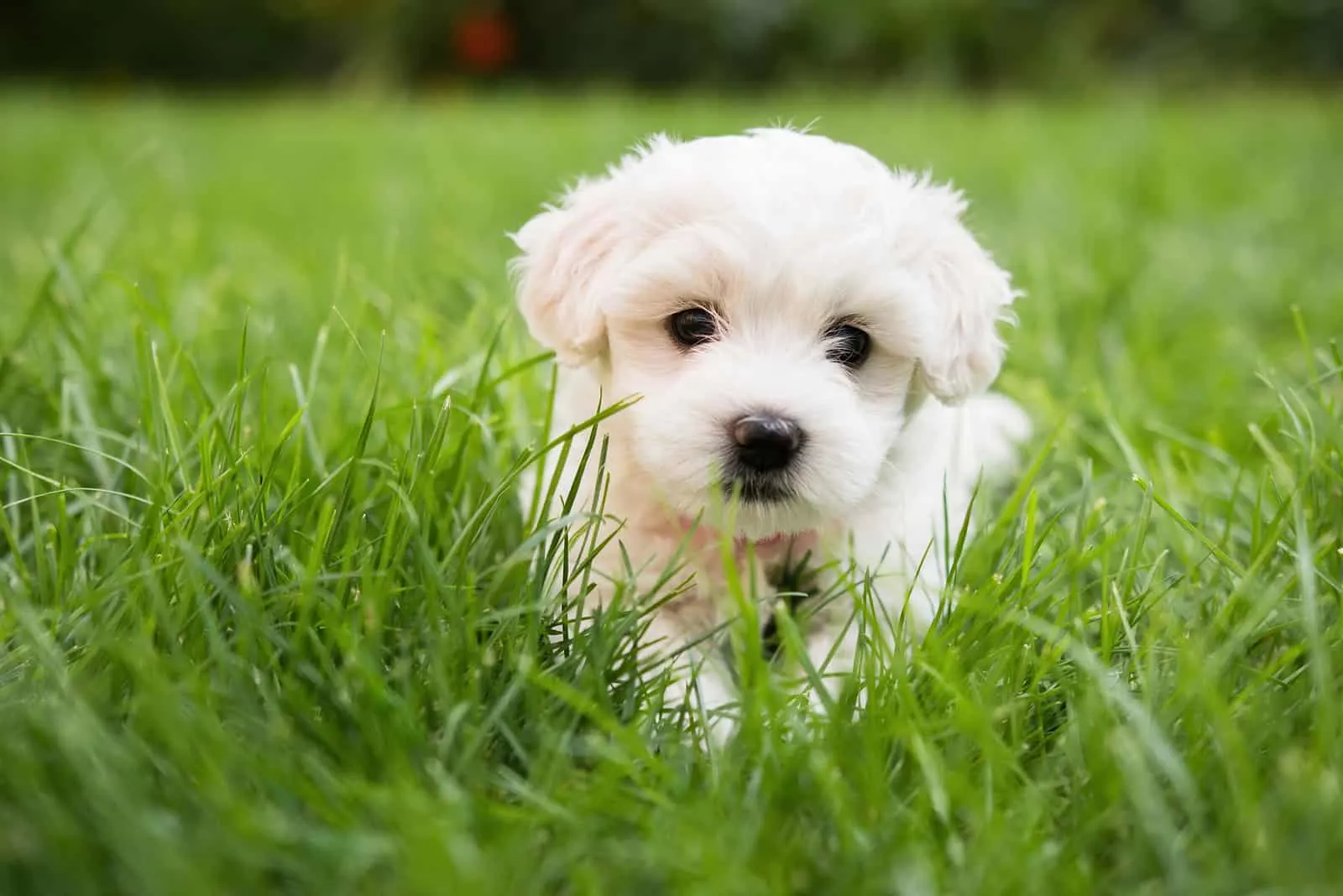 Small cute puppy of maltese dog sitting in the grass