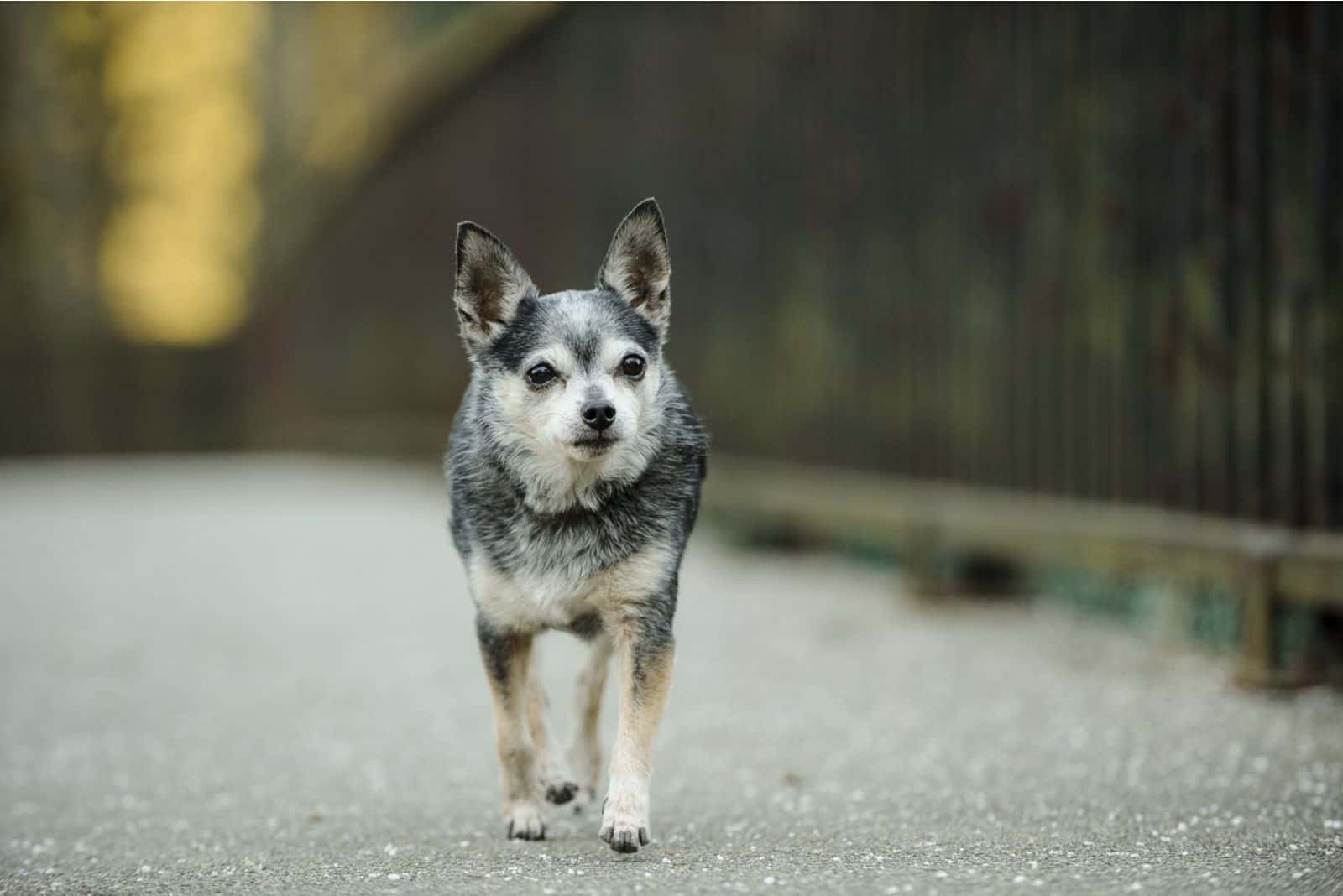 Small senior Chihuahua walking over the bridge