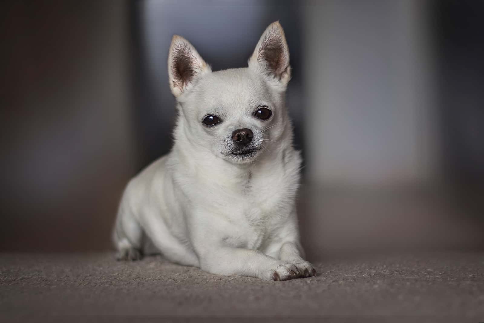 Small white chihuahua on the floor