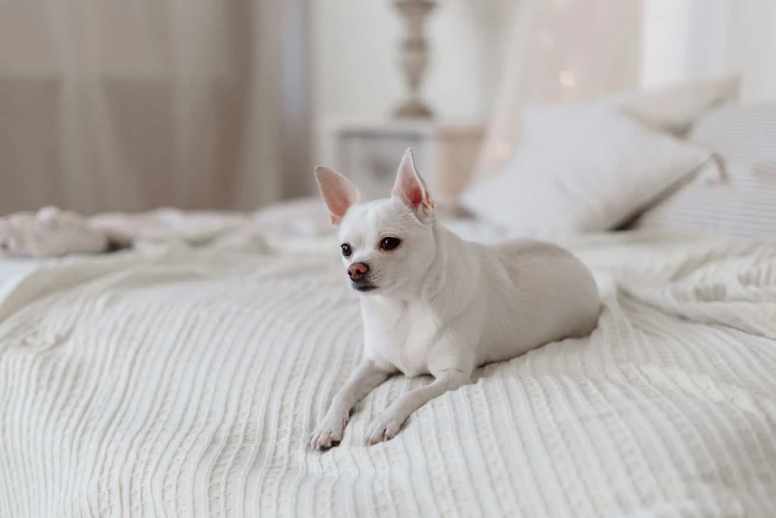 Small white cute Chihuahua dog resting on bed 