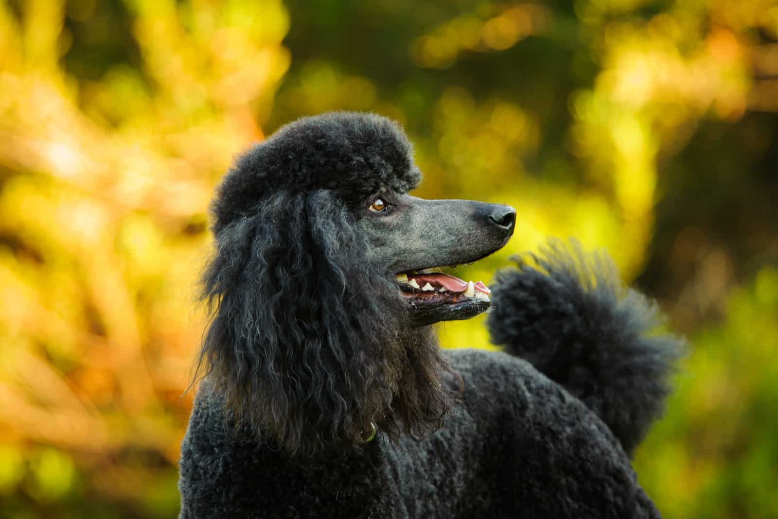 Standard Poodle standing at the park