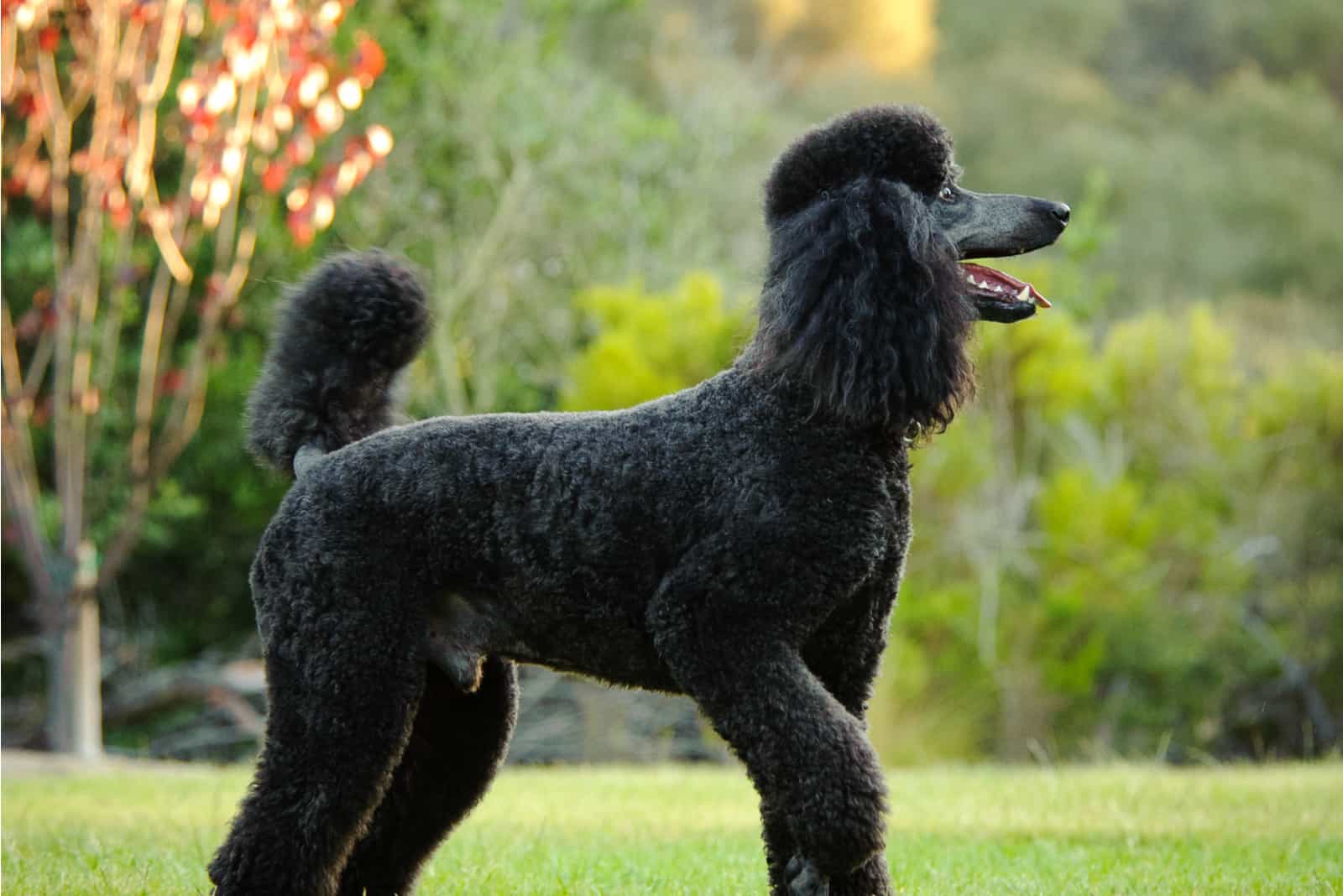 Standard Poodle standing in the park