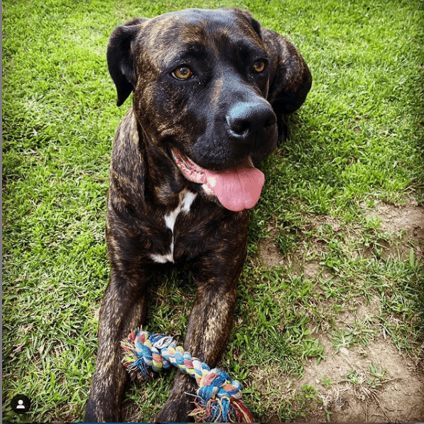 The Cane Corso outside