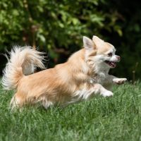 Long haired chihuahua playing outdoors in the grass lawn