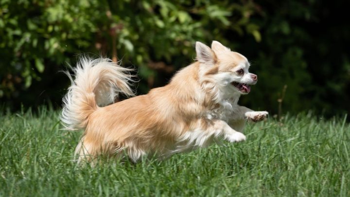 do teacup chihuahuas live long