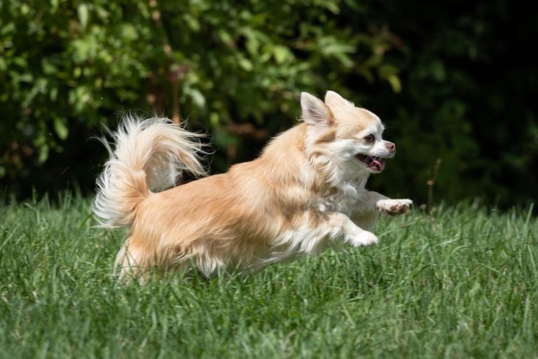 Long haired chihuahua playing outdoors in the grass lawn