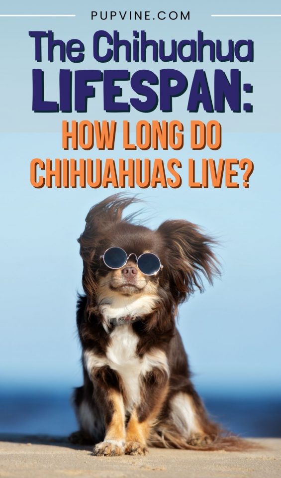 The chihuahua lifespan how long do chihuahuas live 