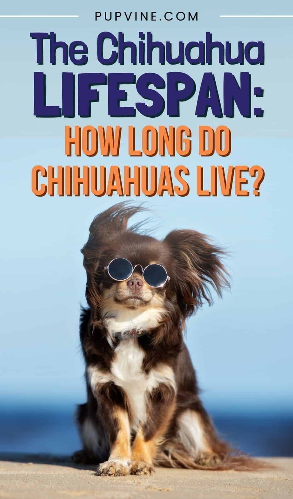 The Chihuahua Lifespan: How Long Do Chihuahuas Live?