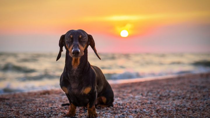 Dachshund Lifespan And Common Health Issues Explained