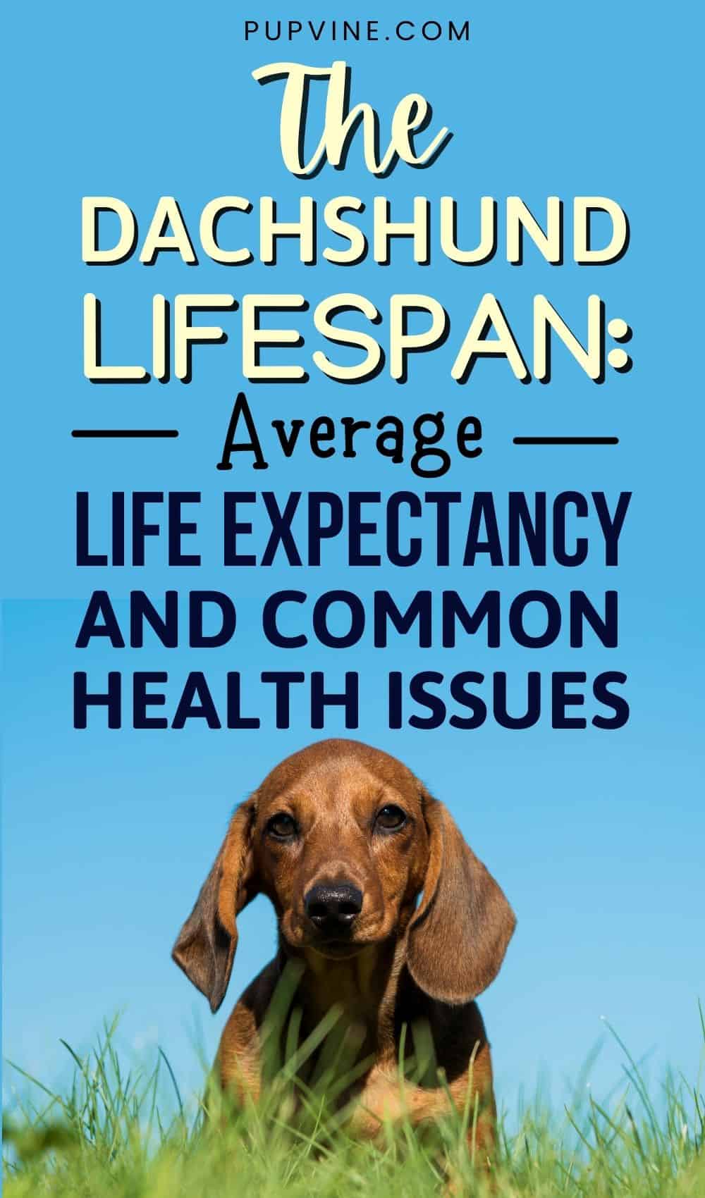 The Dachshund Lifespan Average Life Expectancy And Common Health Issues