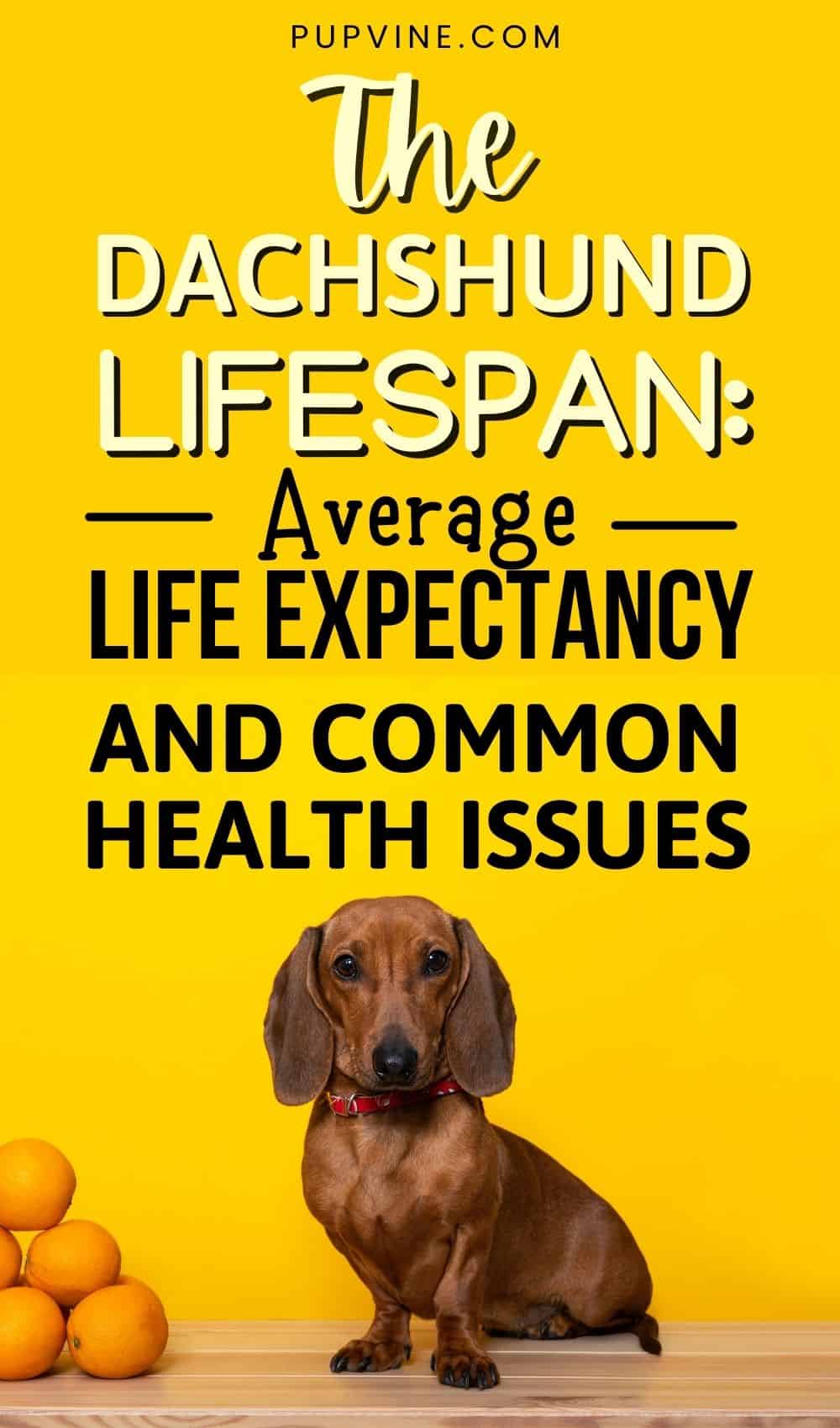 The Dachshund Lifespan: Average Life Expectancy And Common Health Issues