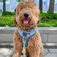 f1 goldendoodle