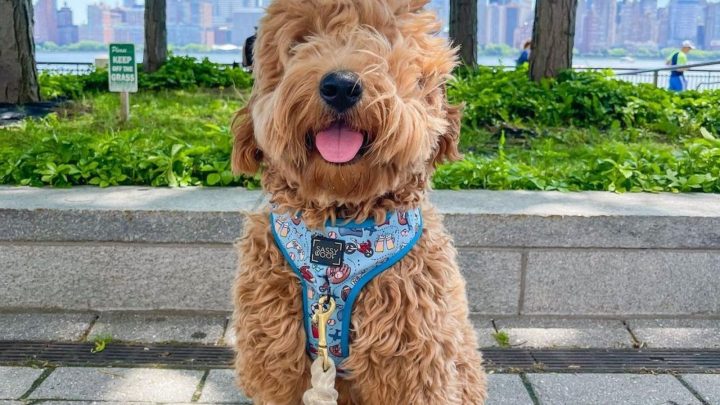 The F1 Goldendoodle: The Pioneer Among The Goldendoodles