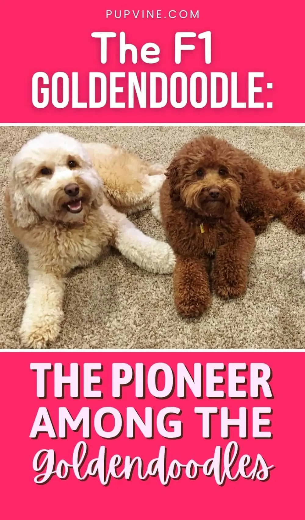 The F1 Goldendoodle The Pioneer Among The Goldendoodles