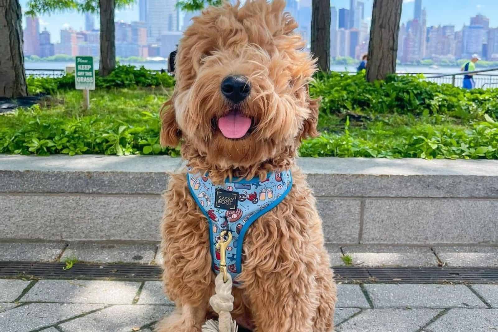 The F1 Goldendoodle: The Pioneer Among The Goldendoodles