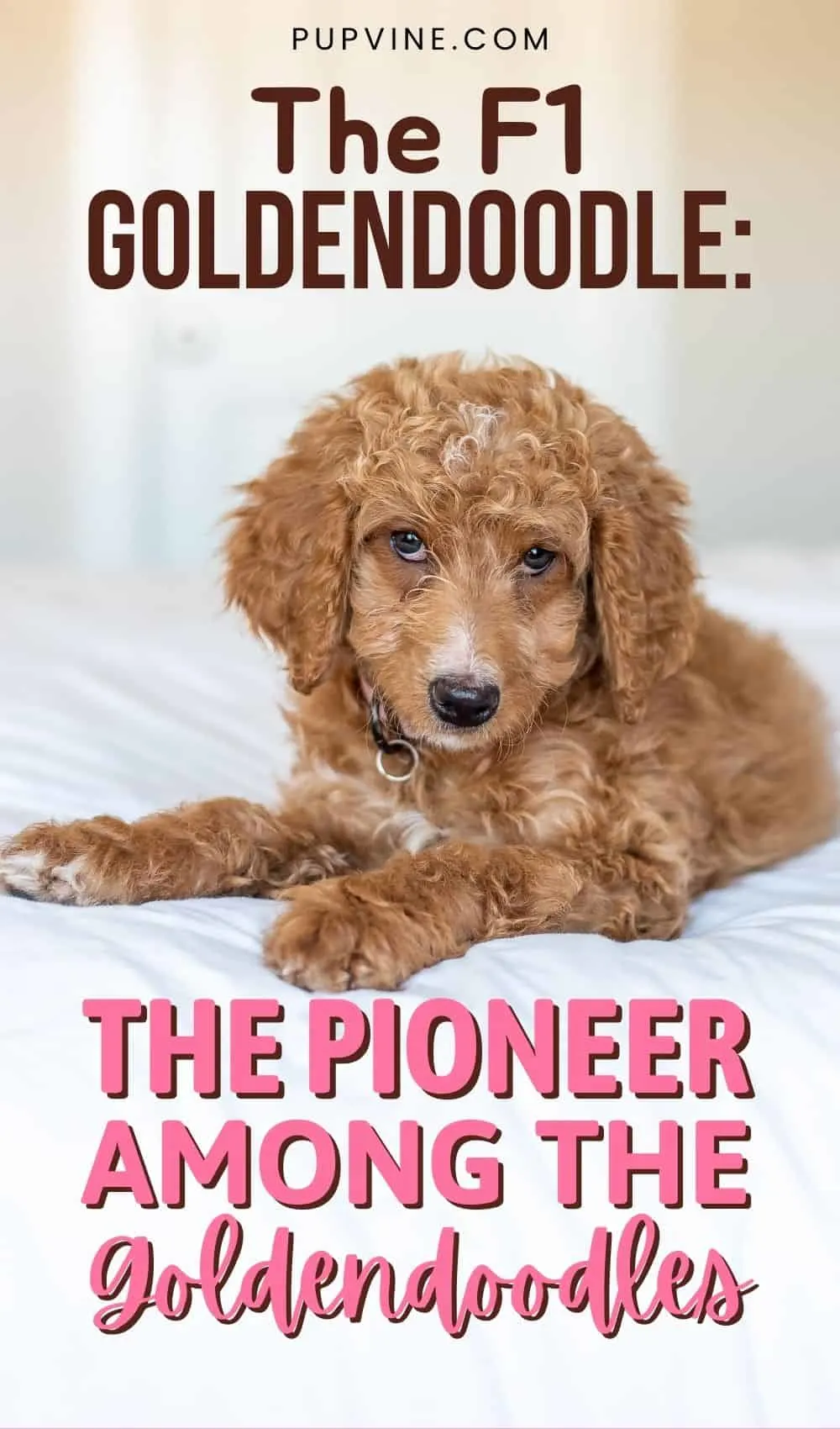 The F1 Goldendoodle: The Pioneer Among The Goldendoodles