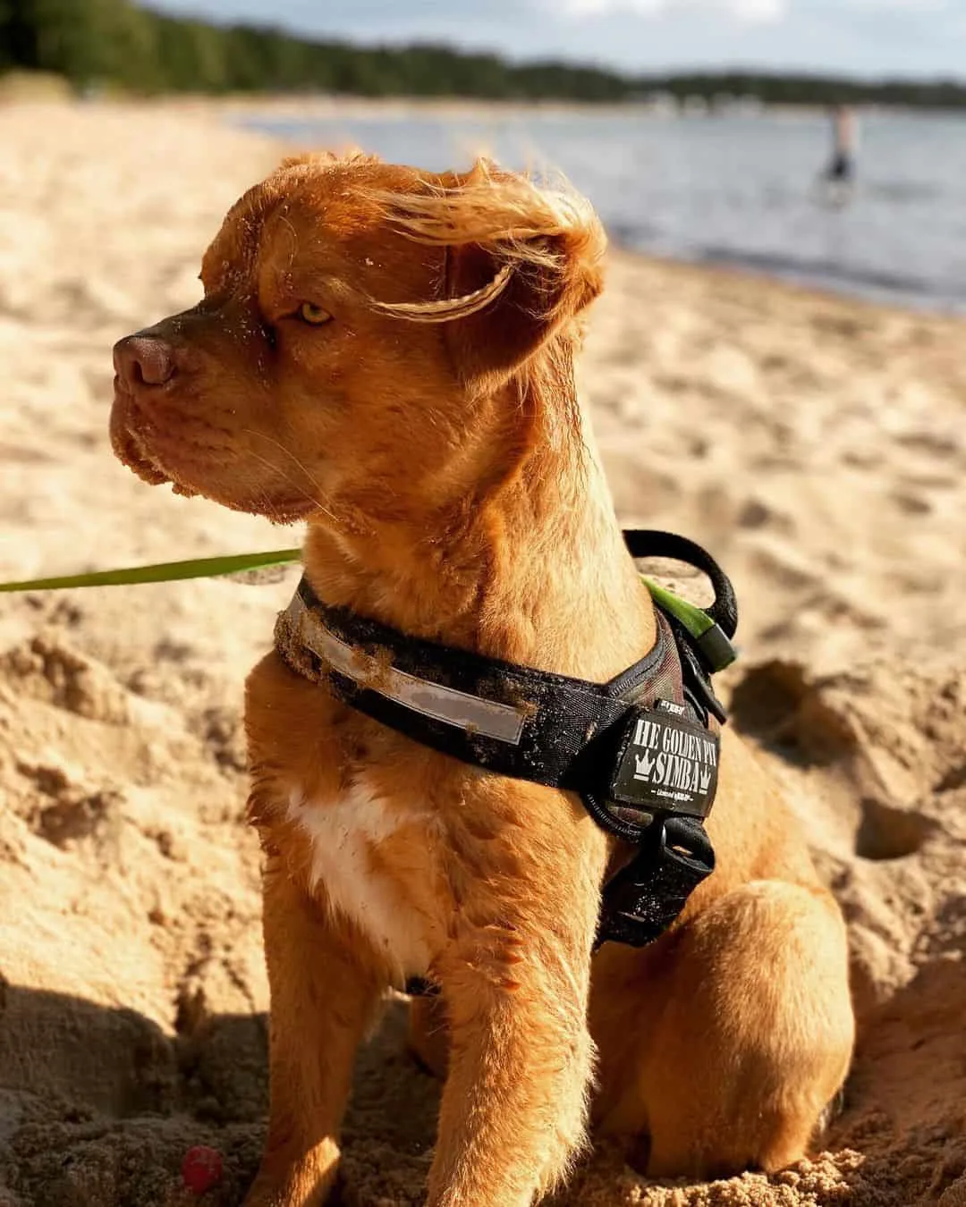 The Golden Retriever Pitbull mix dog on the beach