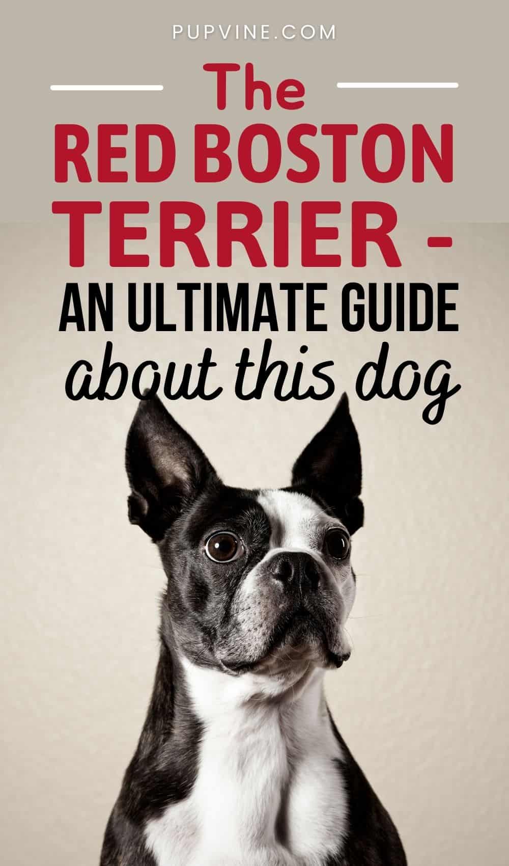 The Red Boston Terrier - An Ultimate Guide About This Dog