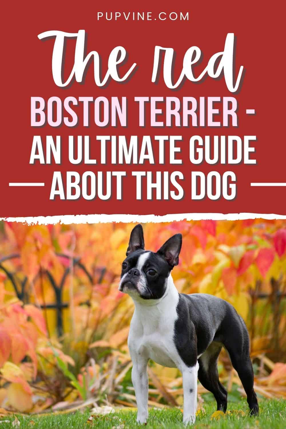 The Red Boston Terrier - An Ultimate Guide About This Dog