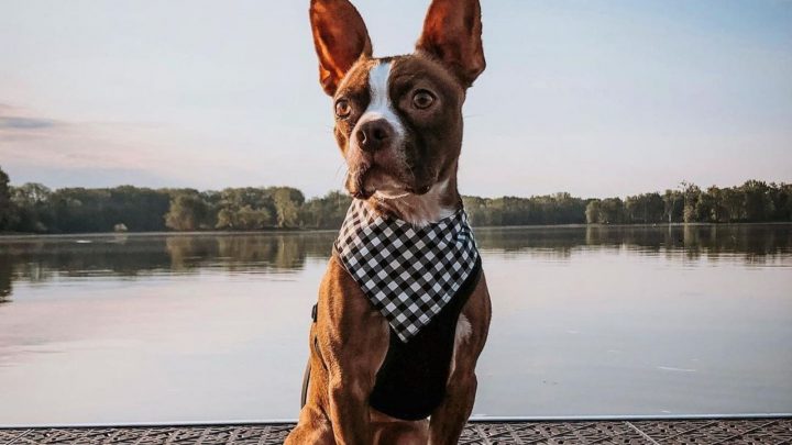 The Red Boston Terrier – An Ultimate Guide About This Dog