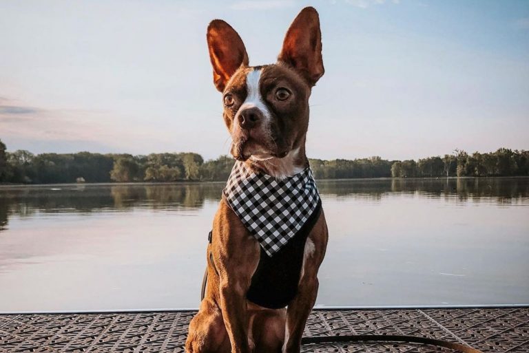 red boston terrier