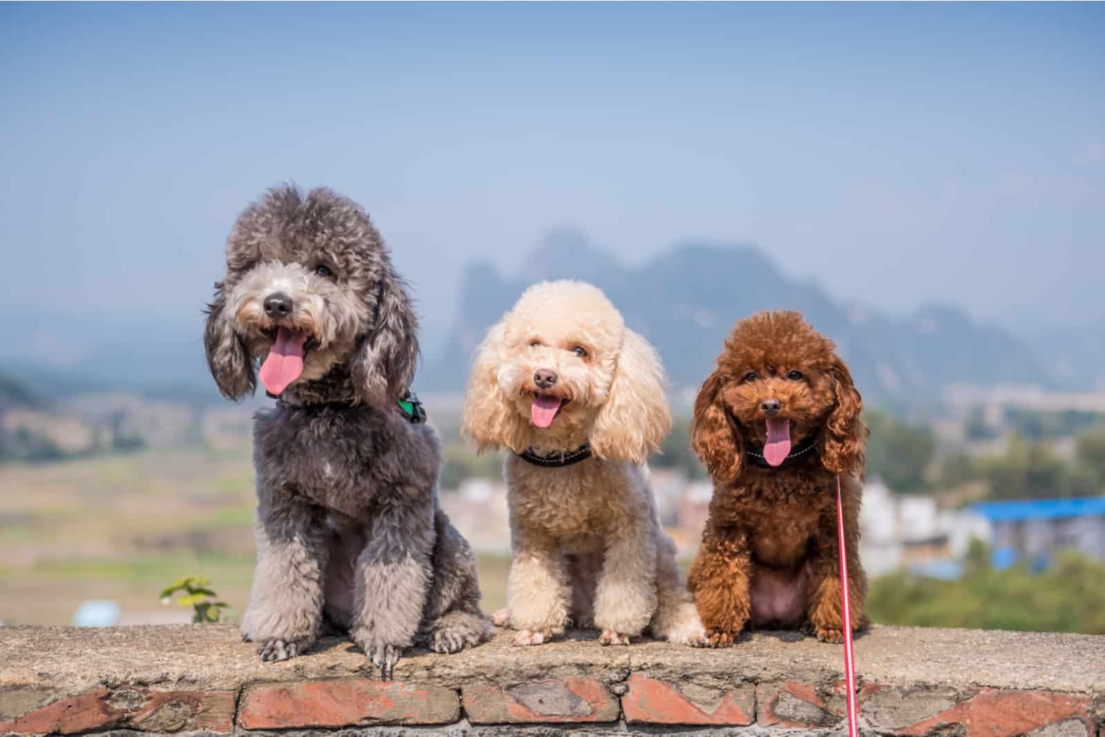 Three poodles sitting side-by-side