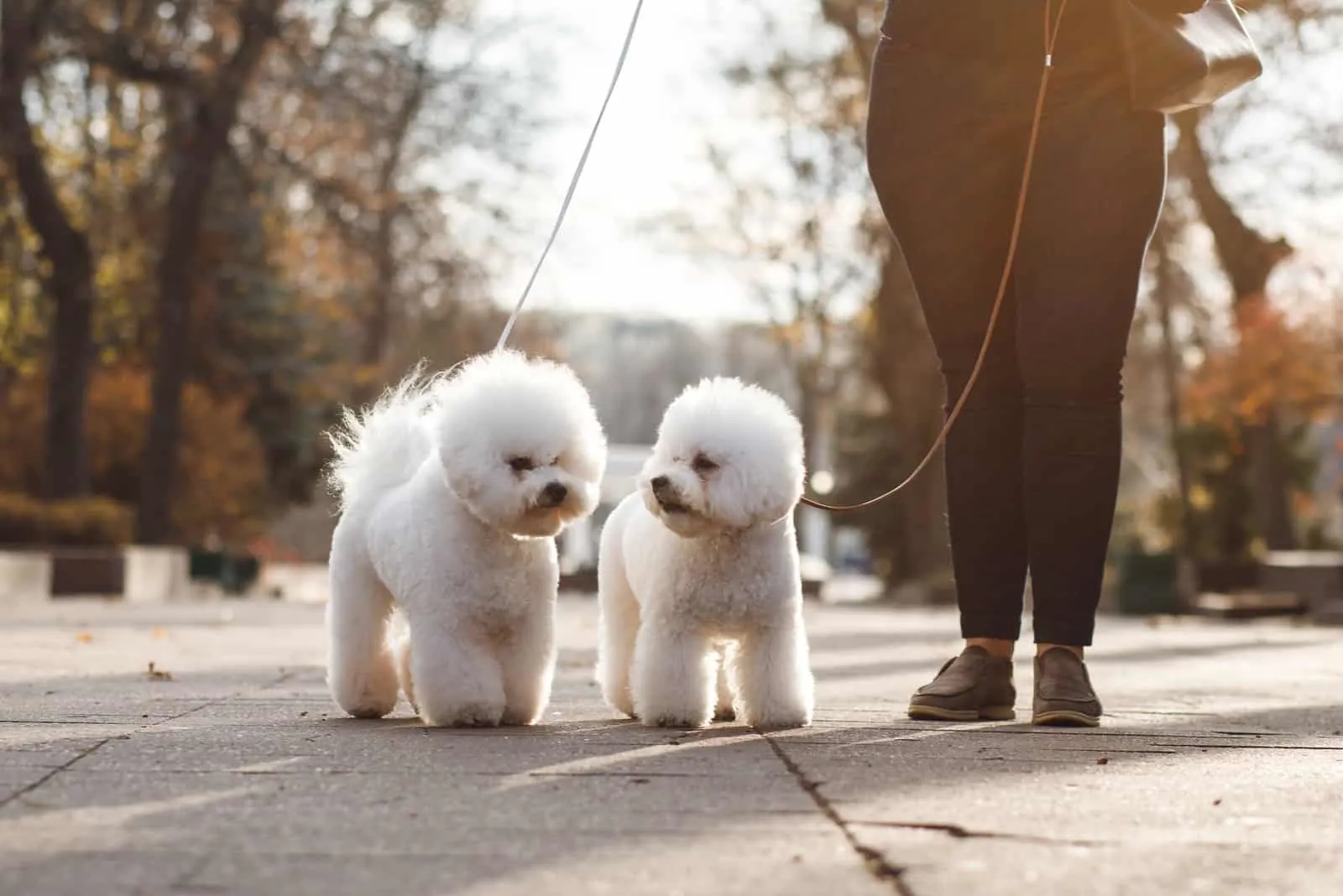Two small puppy Bichon Frise on the street