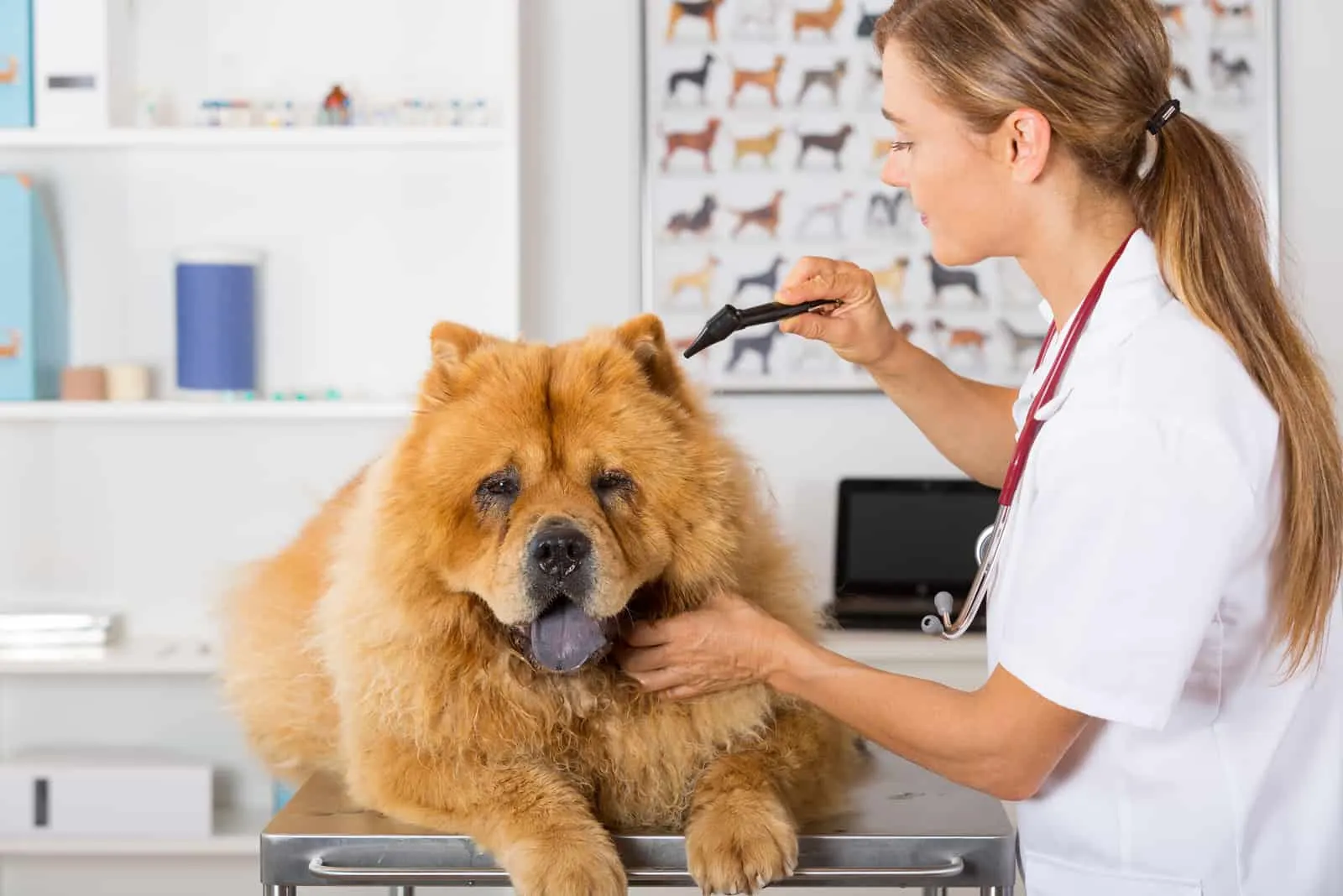 Veterinary conducting an inspection of the ear to a Chow Chow clinic