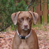 weimaraner pitbull mix standing outdoors in profile photography