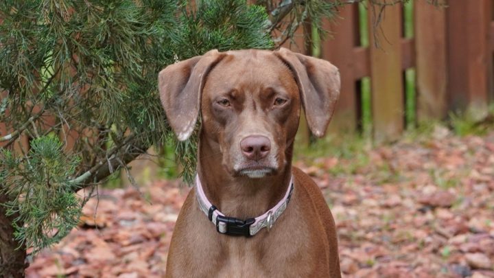 Weimaraner Pitbull Mix: Complete Crossbreed Guide