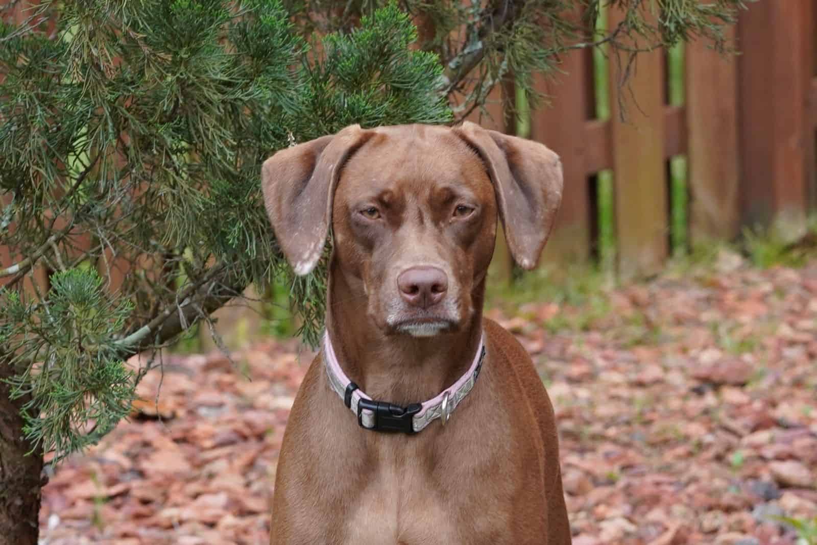 weimaraner pitbull mix standing outdoors in profile photography