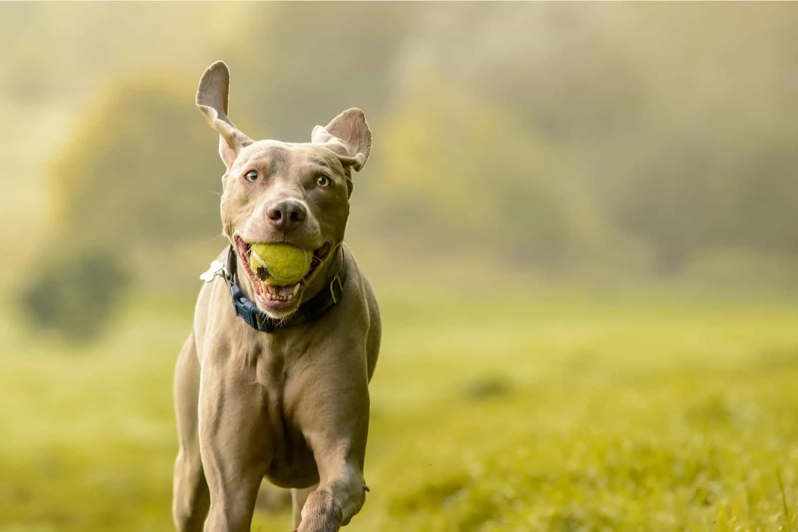 Weimaraner Pitbull crossbreed running and carrying ball in its mouth