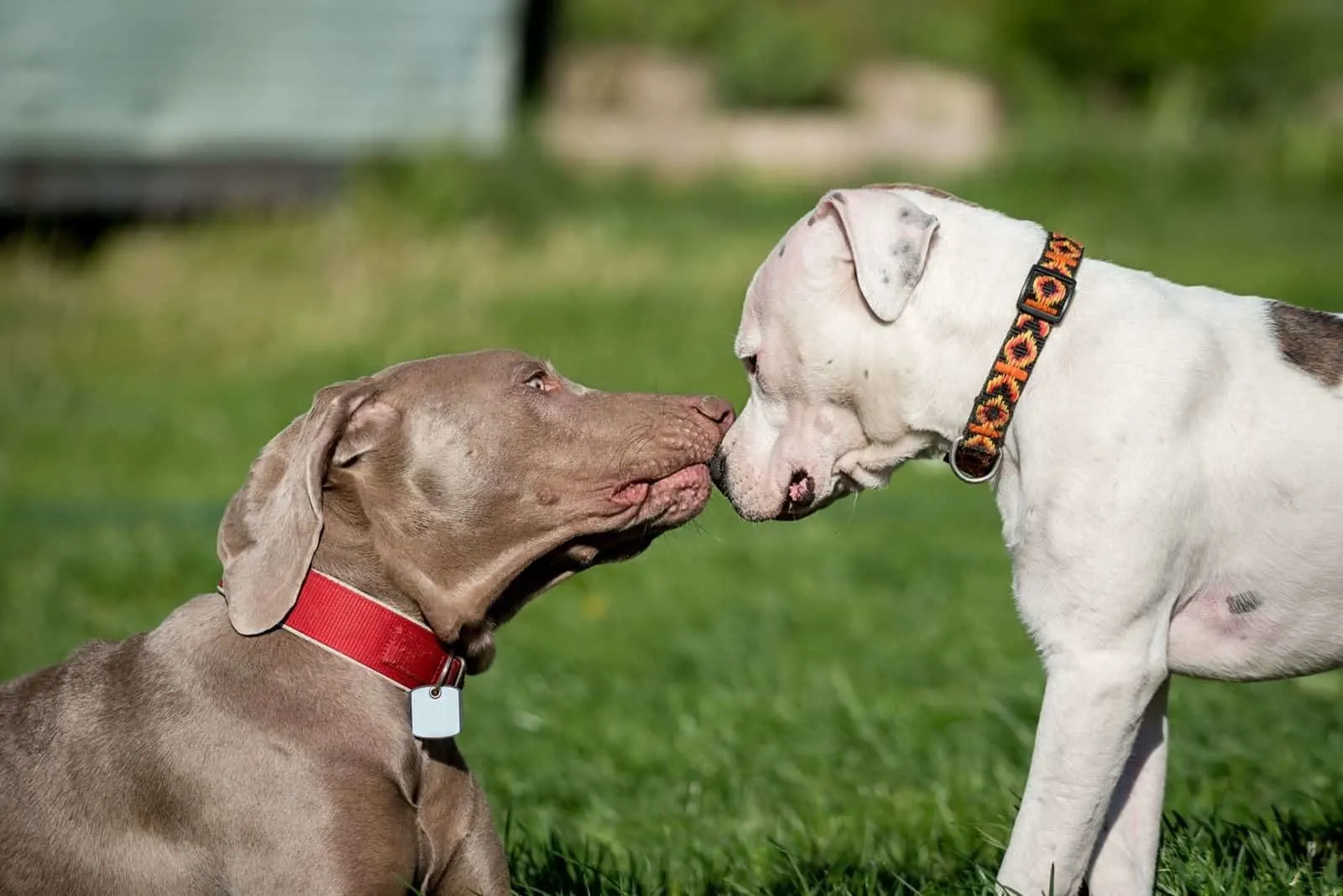 Weimaraner and pitbull kissing and playing outdoors