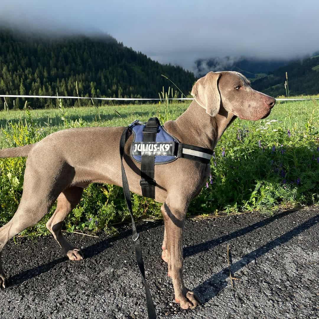 Weimaraner dog standing outdoors