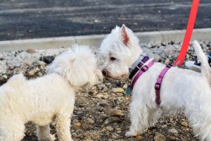 bichon frise