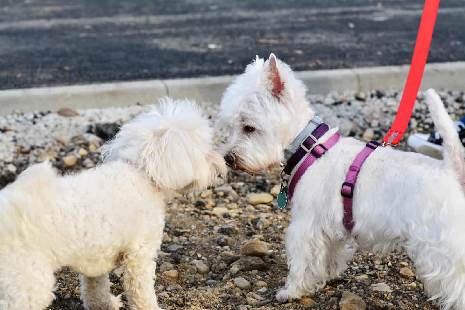 Westie and Bichon Frise sniff each other