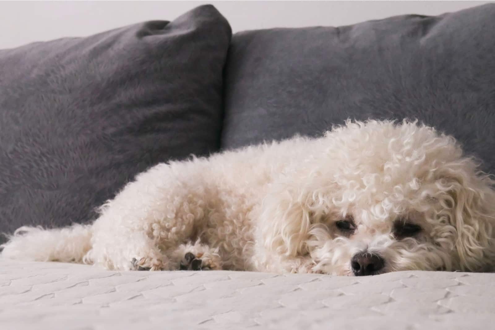 White Bichon Frise on bed