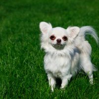 Dog breed chihuahua on a background of green grass
