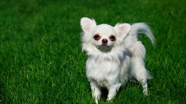 White Chihuahua: An Angel Among All Chihuahuas